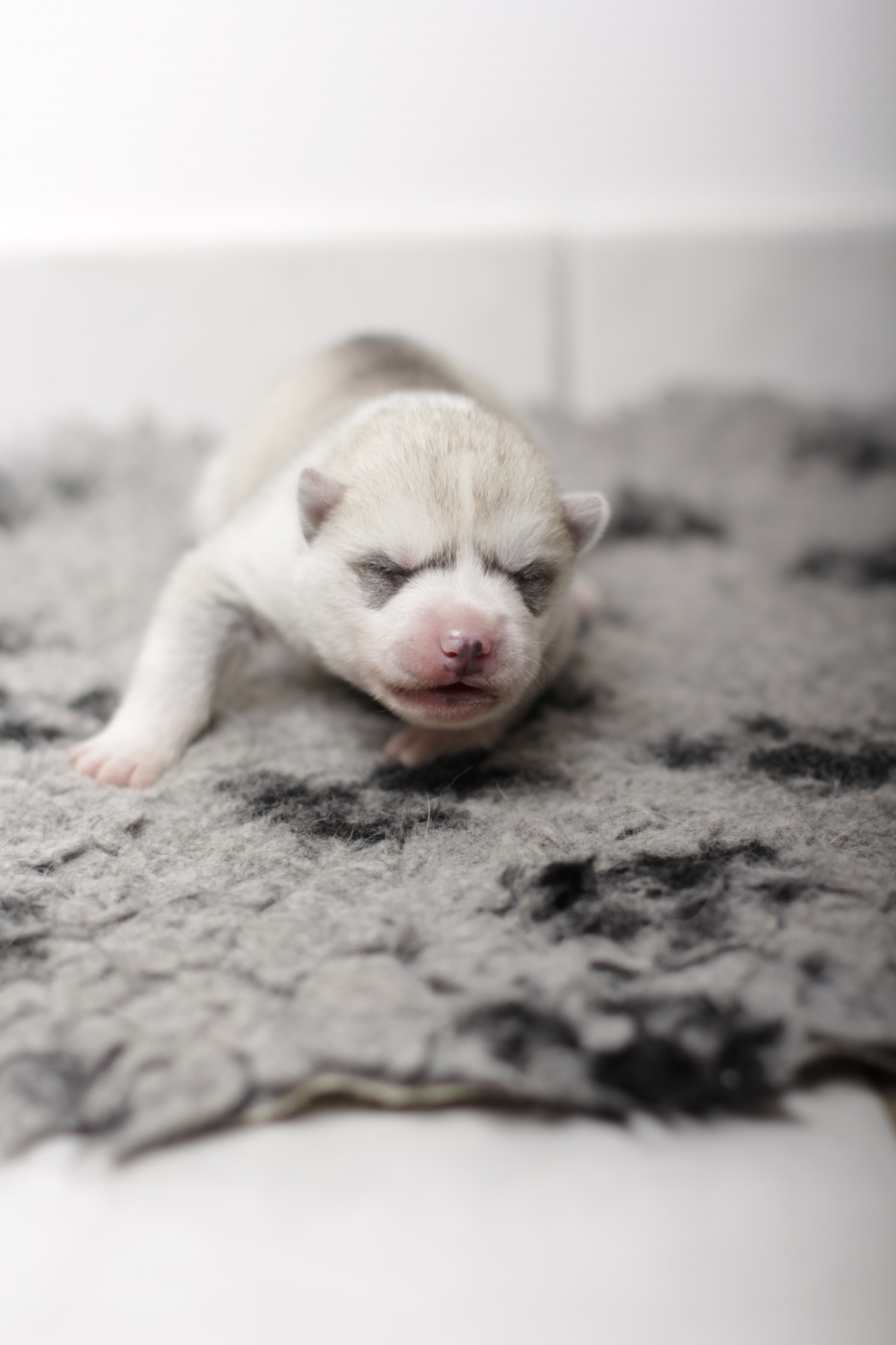 Of Arctic Rainbow - Chiots disponibles - Siberian Husky