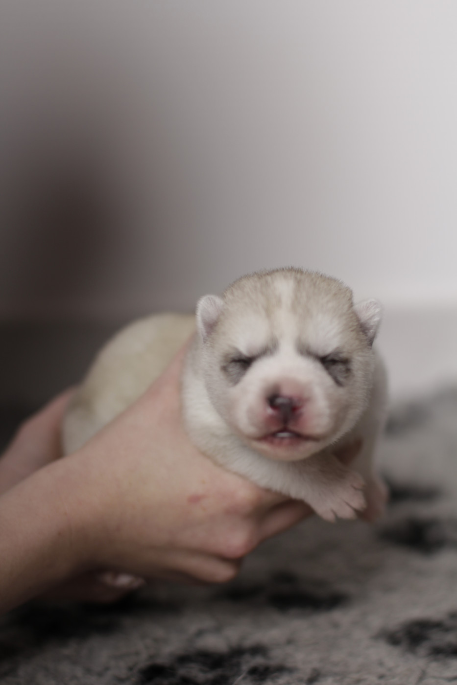 Of Arctic Rainbow - Chiots disponibles - Siberian Husky