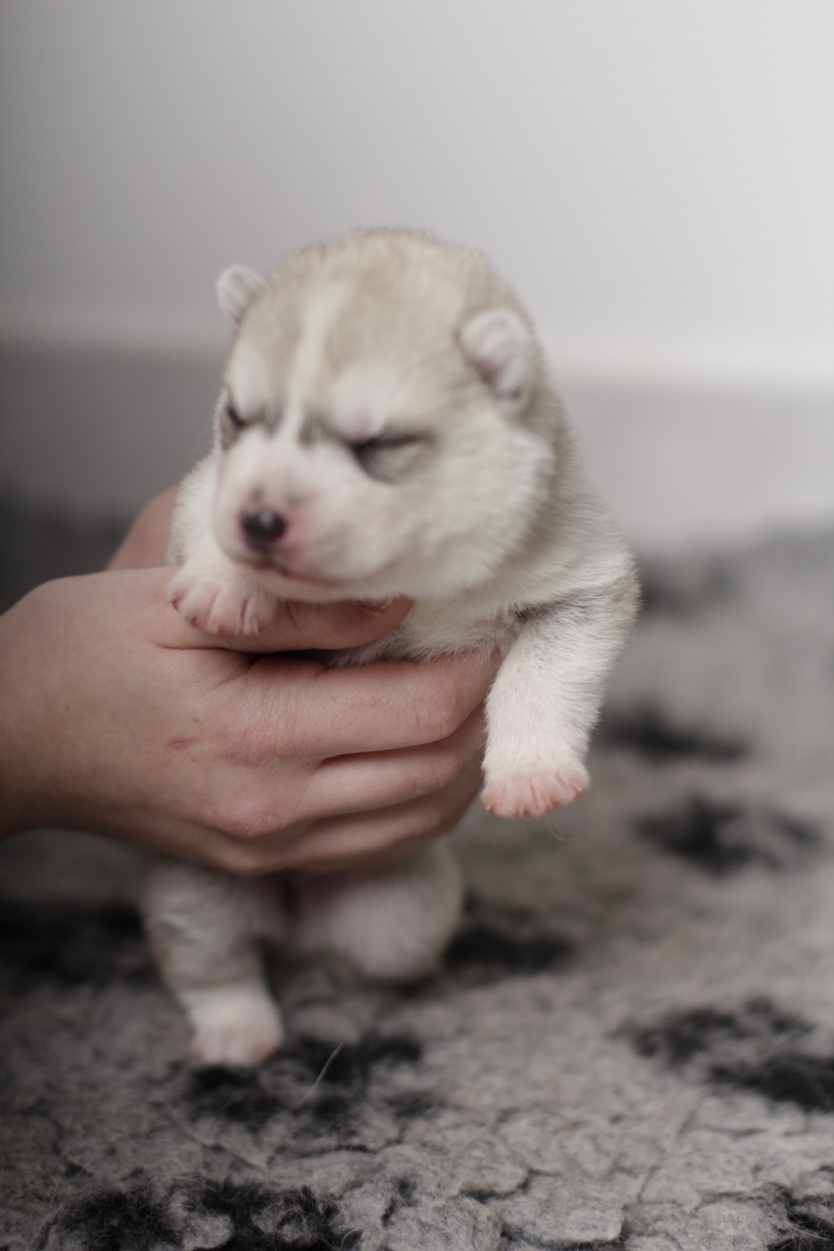 Of Arctic Rainbow - Chiots disponibles - Siberian Husky