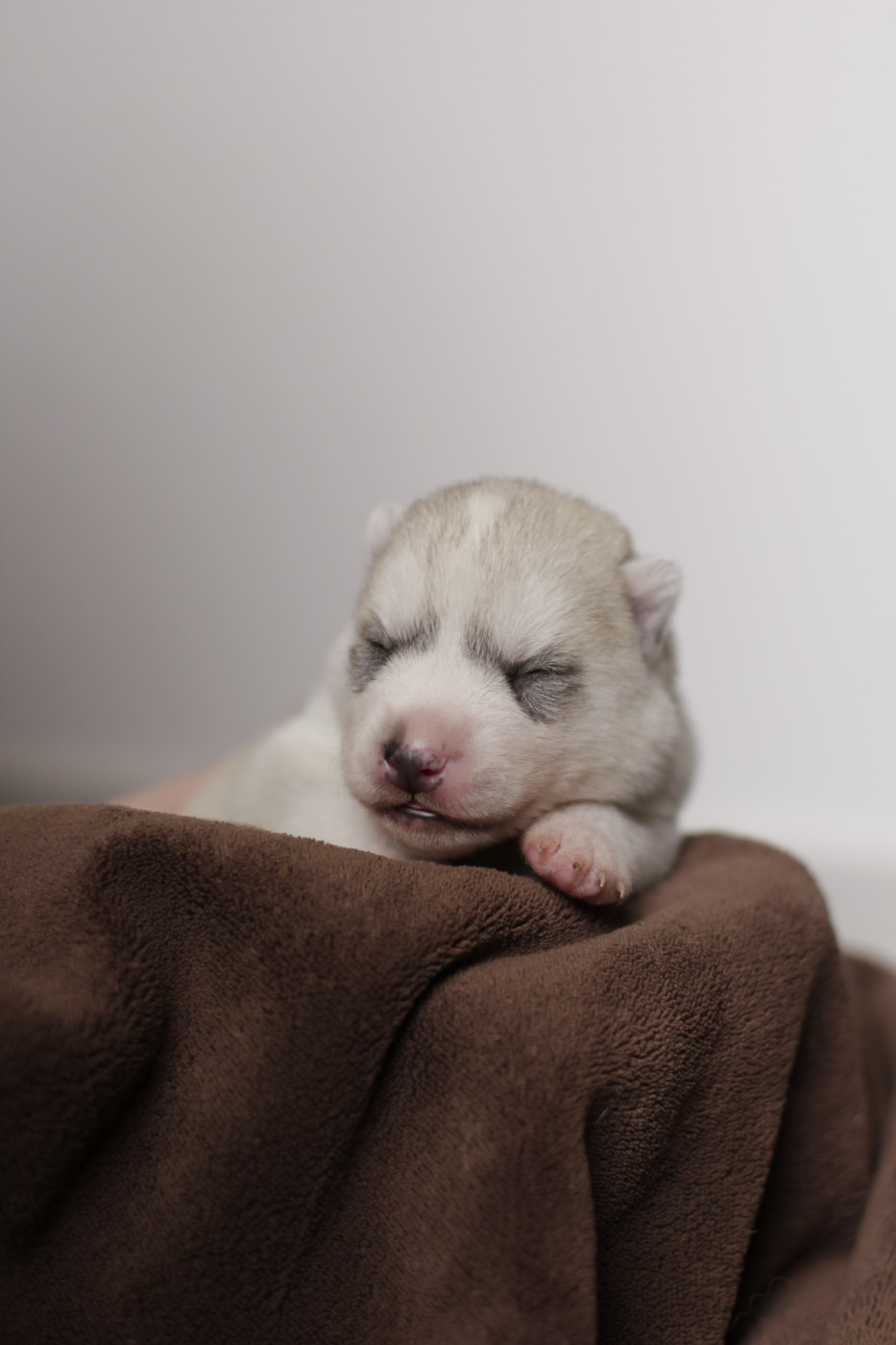 Of Arctic Rainbow - Chiots disponibles - Siberian Husky