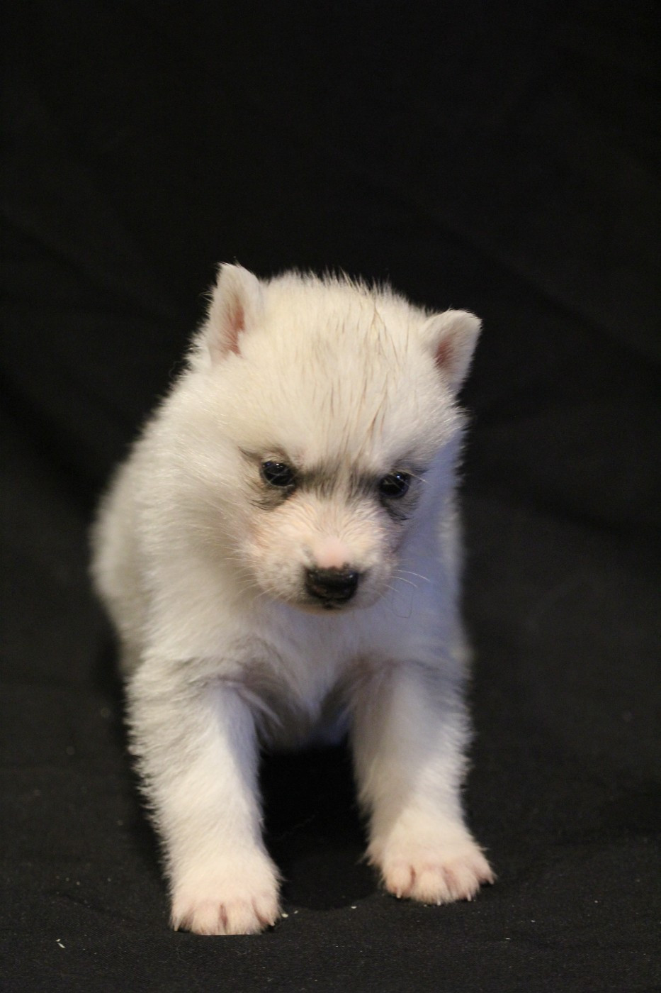 Of Arctic Rainbow - Chiots disponibles - Siberian Husky