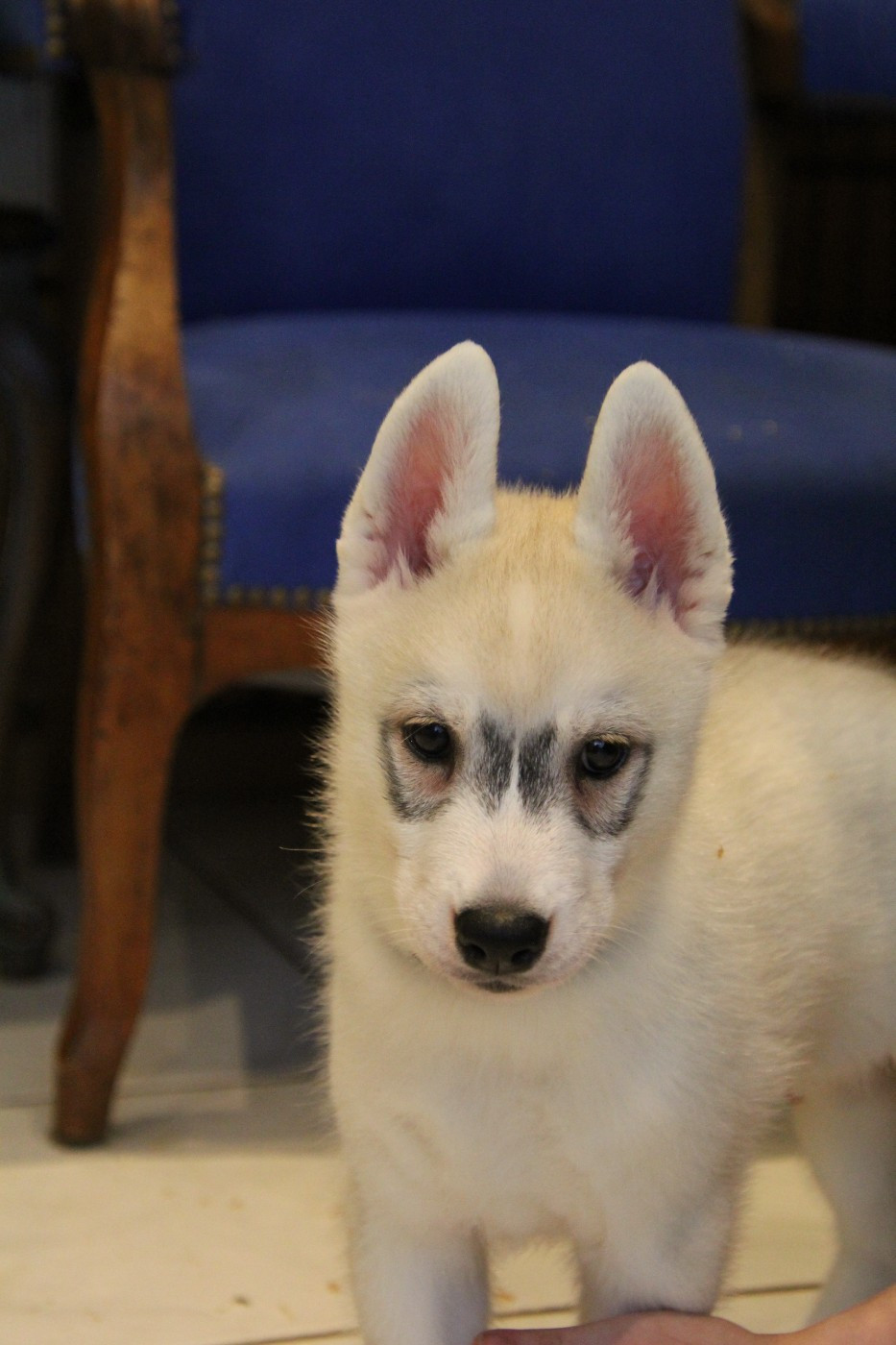 Of Arctic Rainbow - Chiots disponibles - Siberian Husky