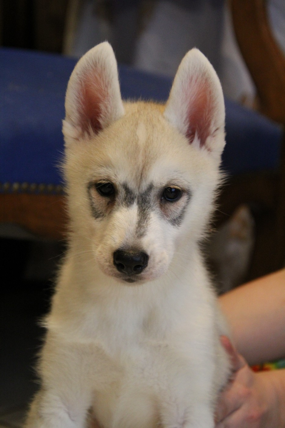 Of Arctic Rainbow - Chiots disponibles - Siberian Husky
