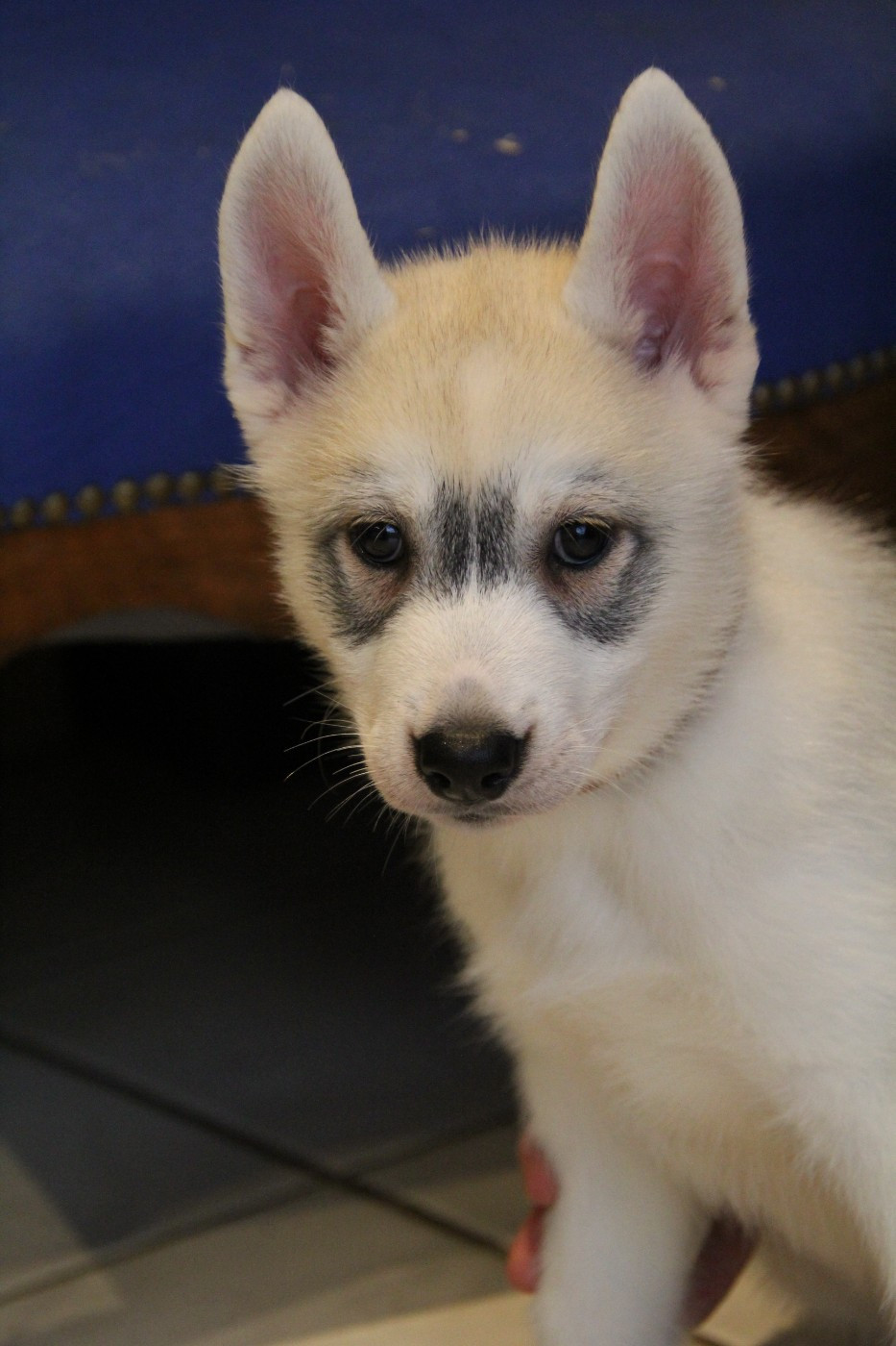 Of Arctic Rainbow - Chiots disponibles - Siberian Husky