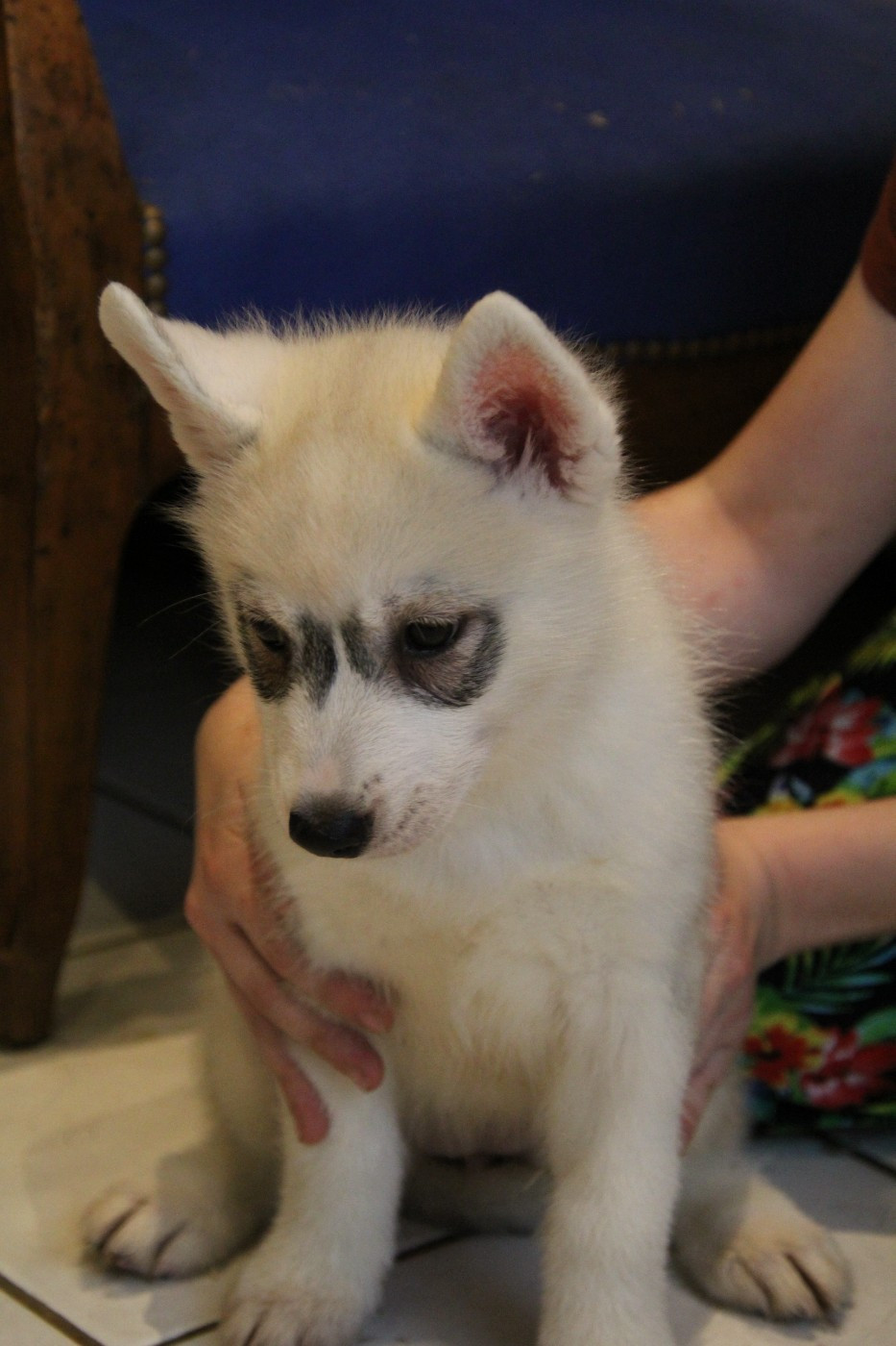 Of Arctic Rainbow - Chiots disponibles - Siberian Husky