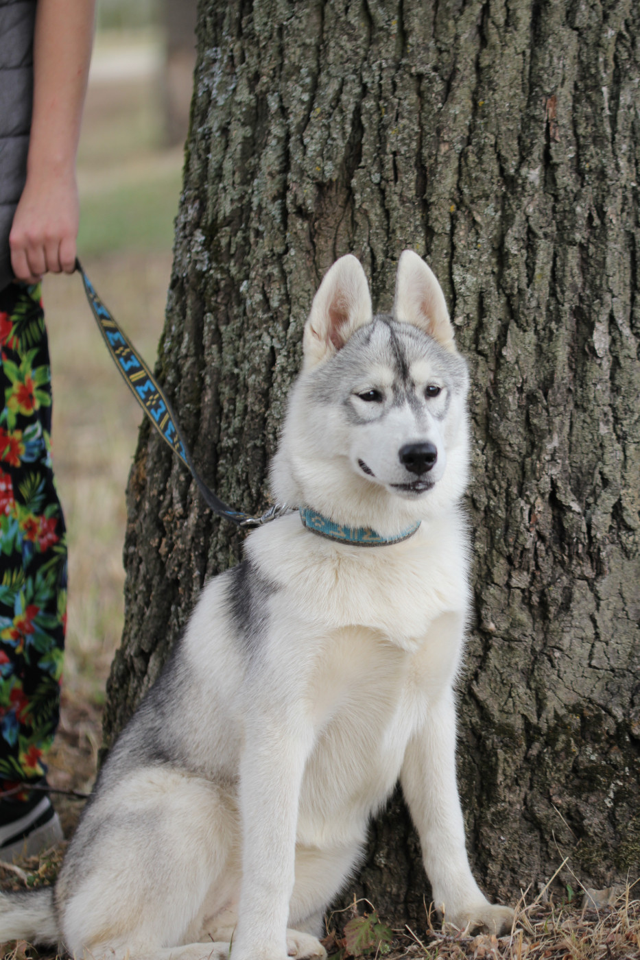 Of Arctic Rainbow - Chiots disponibles - Siberian Husky