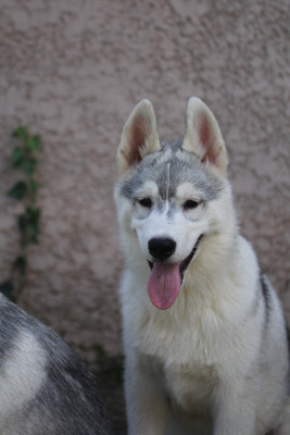 Balto
